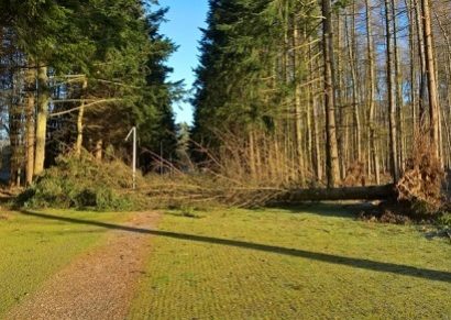 Public Notice Perth Crematorium Tree Felling thumbnail 410 x 290 px